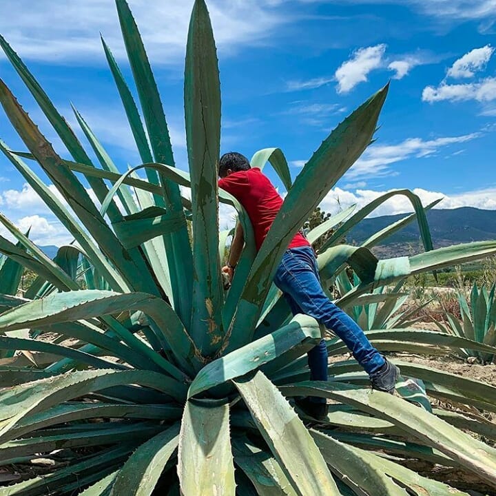 raspar pulque