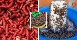 insectos comestibles en hidalgo