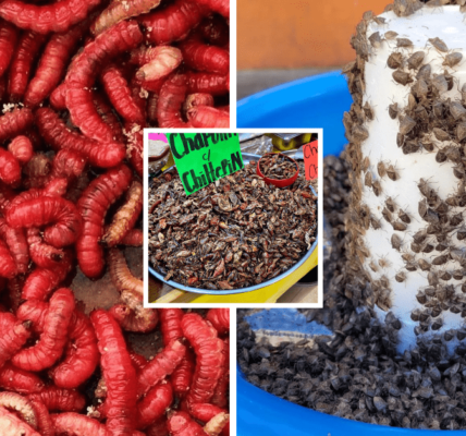 insectos comestibles en hidalgo